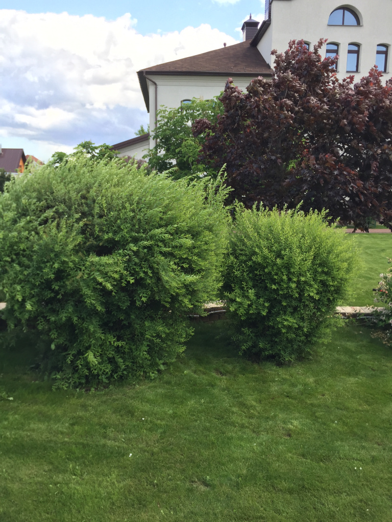Обрезка декоративных кустарников